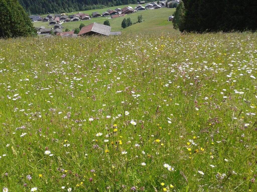 Studio Schwarzenauer Διαμέρισμα Alpbach Εξωτερικό φωτογραφία